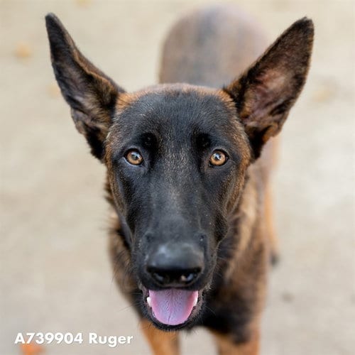 Photo of Zephyr, adoptable Belgian Shepherd Malinois in Sacramento, California