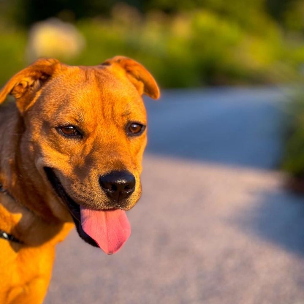 Photo of Gem, adoptable Shepherd / Mix in St. Louis, Missouri