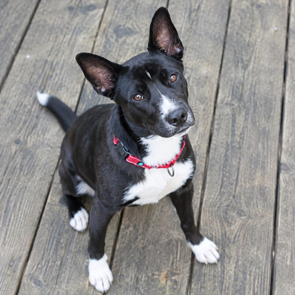 Photo of Denali-I'm in a foster home! Call to meet with me, adoptable Husky / Collie, Border in Bristol, Indiana