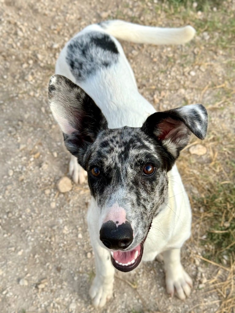 Photo of Flopsy, adoptable Catahoula Leopard Dog in Canyon Lake, Texas