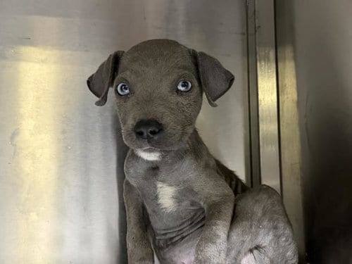 Photo of Goofy, adoptable Pit Bull Terrier in Dallas, Texas