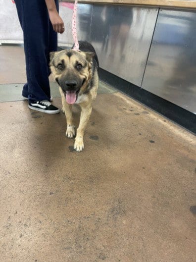 Photo of Bishop, adoptable German Shepherd Dog in Van Nuys, California