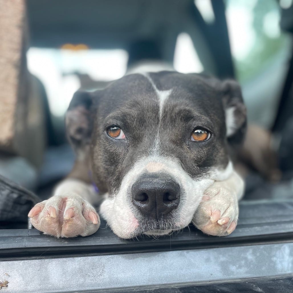 Photo of Asali, adoptable Mixed Breed (Medium) in San Francisco, California