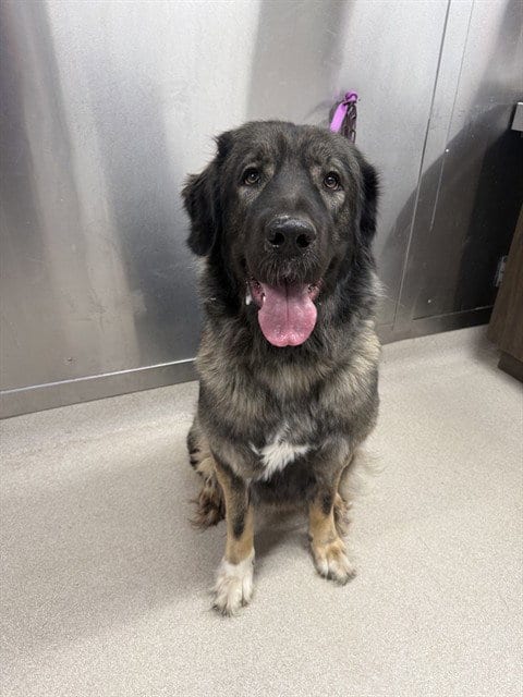 Photo of Sparky, adoptable Anatolian Shepherd in Fairbanks, Alaska