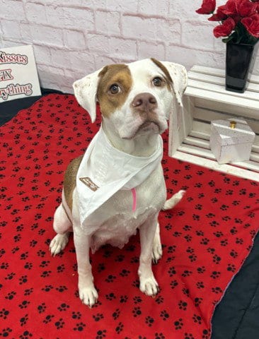 Photo of Sassy Cassie, adoptable Pit Bull Terrier in Detroit, Michigan