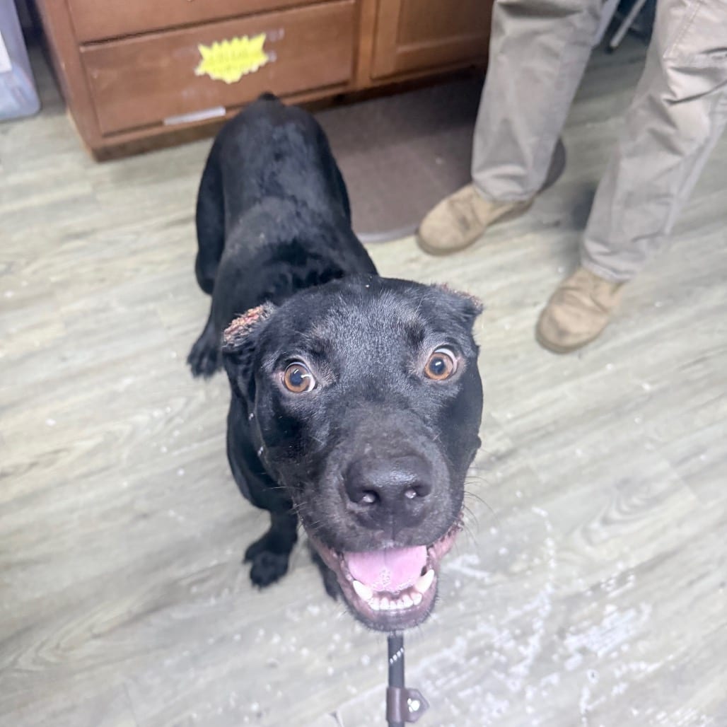 Photo of Pop Rocks, adoptable Mixed Breed (Medium) in Summerville, South Carolina