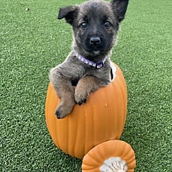 Photo of Hallowed Harvest - Batwing - Located in Florida, adoptable Belgian Malinois in Imlay City, Michigan