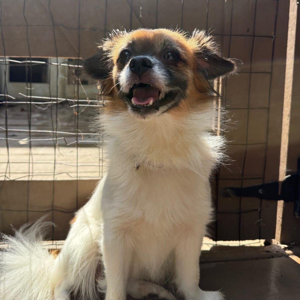Photo of Chopstick, adoptable Papillon / Mixed Breed (Small) in West Chester, Pennsylvania