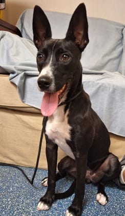 Photo of Bae Bee, adoptable dog in Bakersfield, California