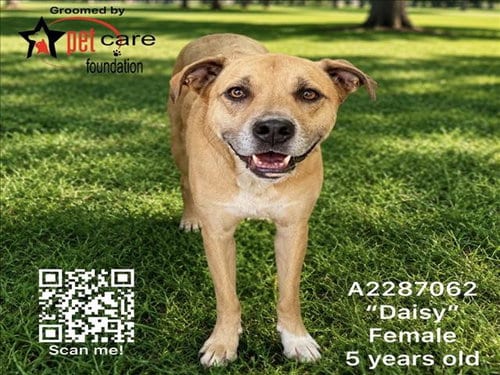 Photo of Daisy, adoptable German Shepherd Dog in Los Angeles, California