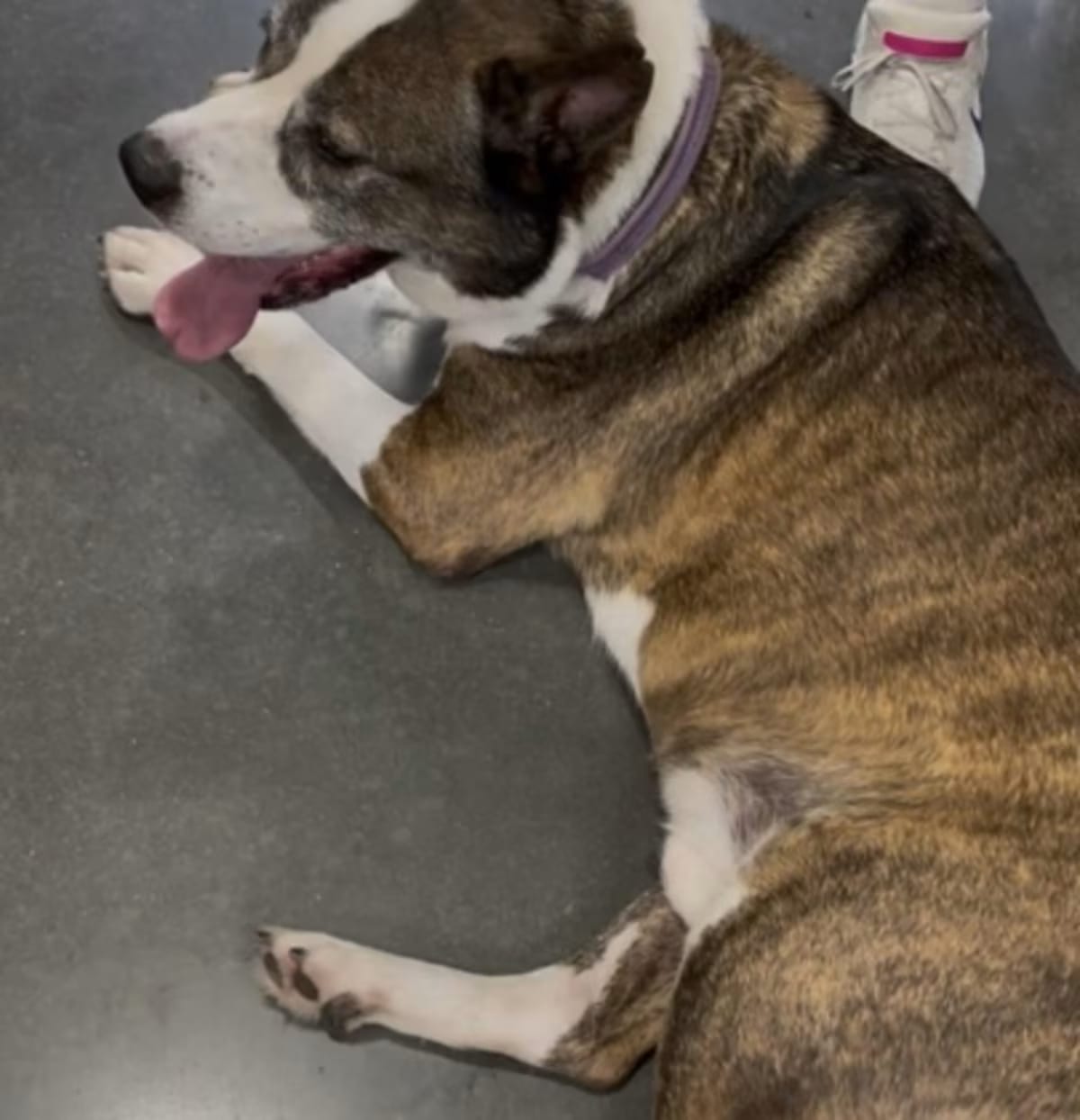 Photo of Wolfie, adoptable Akita in Colorado Springs, Colorado