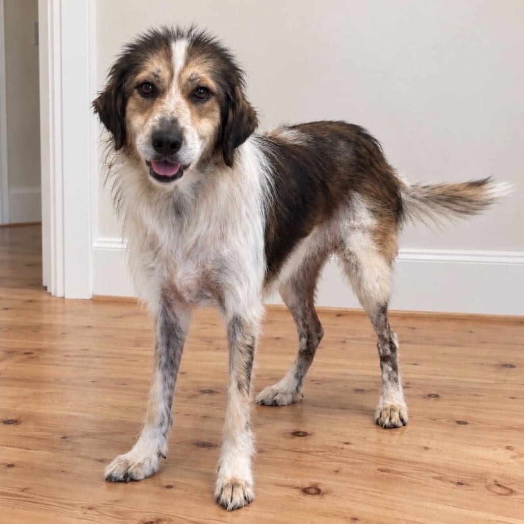 Photo of Ivy, adoptable Mixed Breed (Medium) in Ohio, Ohio
