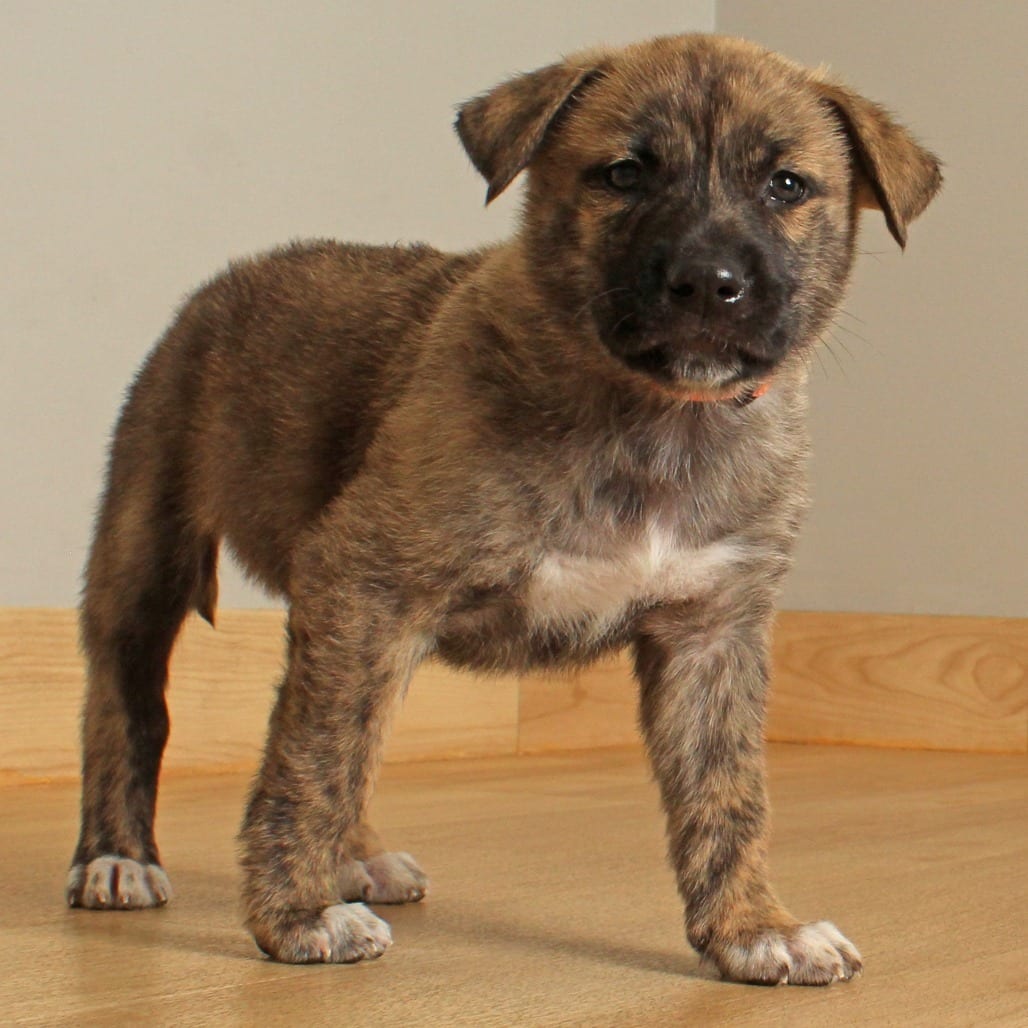 Photo of Mamba D70452, adoptable Retriever, Yellow Labrador in Minnesota, Minnesota