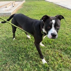 Photo of Moo Moo, adoptable American Pit Bull Terrier in Hartford, Connecticut