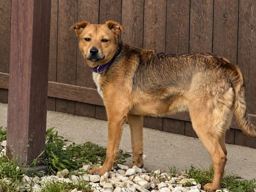 Photo of Franny, adoptable Australian Cattle Dog/Blue Heeler in Inglewood, California