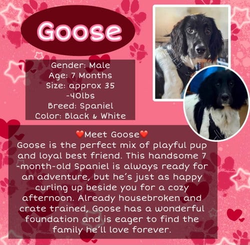 Photo of Goose, adoptable Spaniel in Rancho Cordova, California