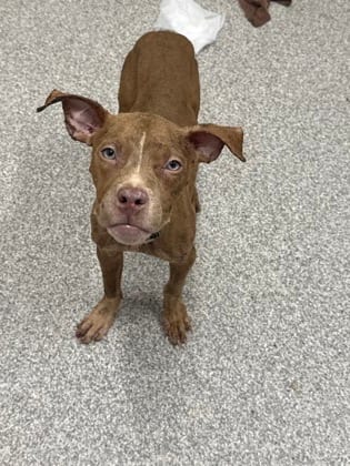 Photo of Crepe 9, adoptable dog in Baltimore, Maryland