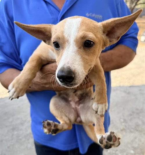 Photo of A825443, adoptable Chihuahua in San Antonio, Texas