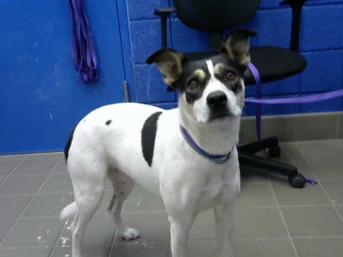 Photo of Blanca, adoptable Labrador Retriever in Albuquerque, New Mexico