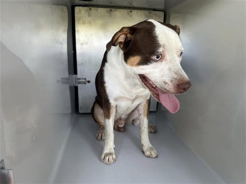 Photo of A662211, adoptable American Pit Bull Terrier in Houston, Texas