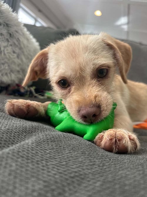 Photo of Melva, adoptable Chihuahua in Coldwater, Michigan