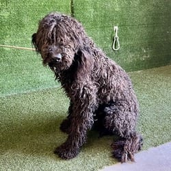 Photo of Onyx, adoptable Labrador Retriever Poodle (Standard) in Lancaster, California