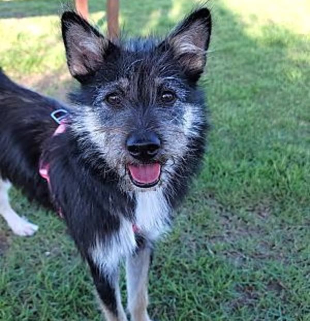 Photo of Lulu, adoptable Schnauzer (Miniature)/Terrier (Unknown Type, Small) in Washington, District of Columbia