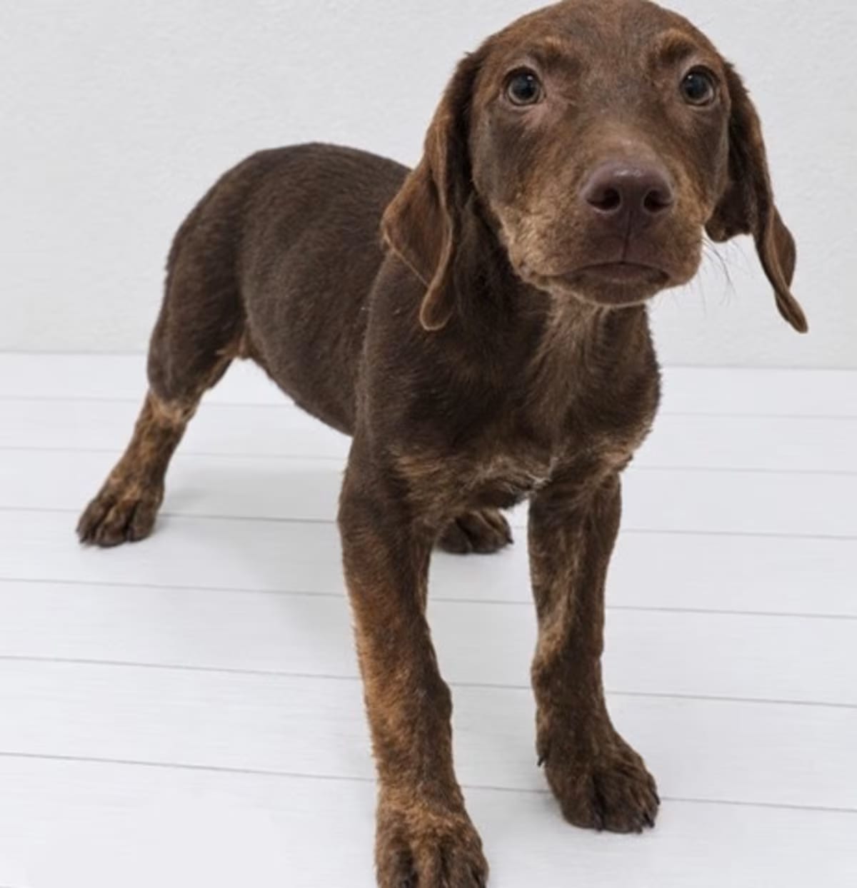 Photo of Jeter, adoptable Labrador Retriever/Mixed Breed (Medium) in Atco, New Jersey