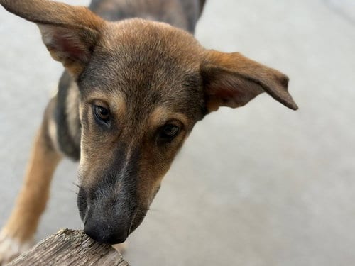 Photo of Custard, adoptable German Shepherd Dog in Tulsa, Oklahoma