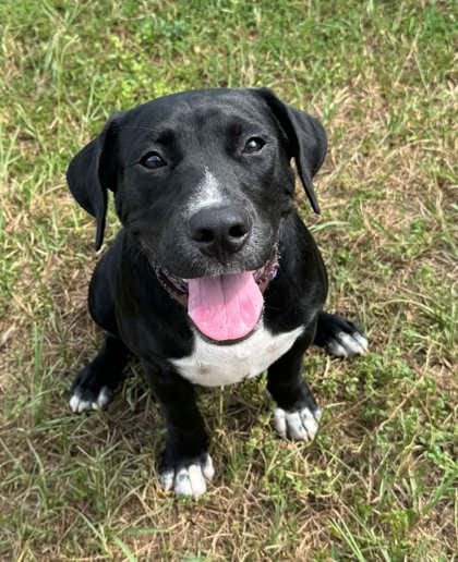 Photo of Benny, adoptable Labrador Retriever in Inverness, Florida