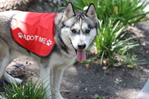 Photo of Buck, adoptable Siberian Husky in Walnut Creek, California