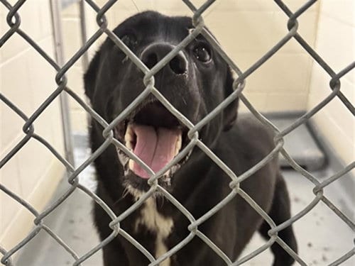 Photo of Lex Luther, adoptable Labrador Retriever in Anchorage, Alaska