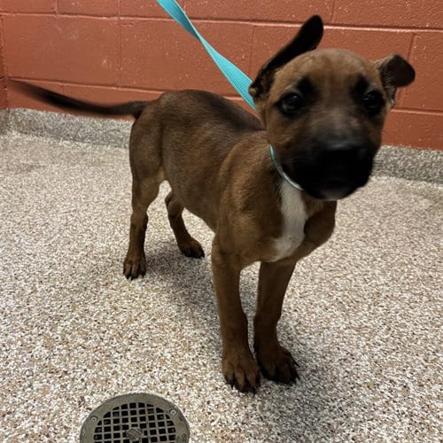 Photo of Rusty, adoptable Pit Bull Terrier in Pueblo, Colorado