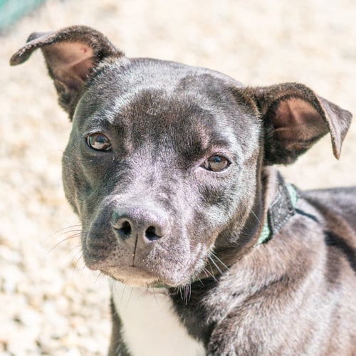 Photo of Piper, adoptable Terrier in Hilton Head, South Carolina