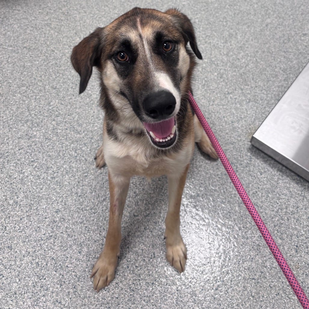 Photo of Stacie, adoptable Shepherd, Anatolian / Shepherd, German in Spartanburg, South Carolina