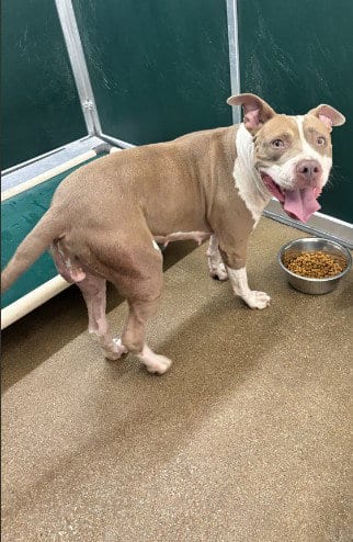 Photo of Moxie, adoptable Pit Bull Terrier in Killeen, Texas