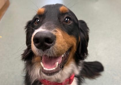 Photo of Windward, adoptable dog