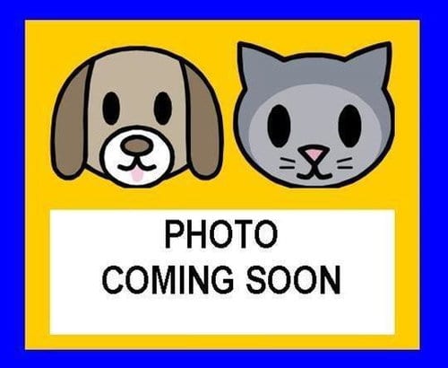 Photo of Bayleen, adoptable Boston Terrier in San Antonio, Texas