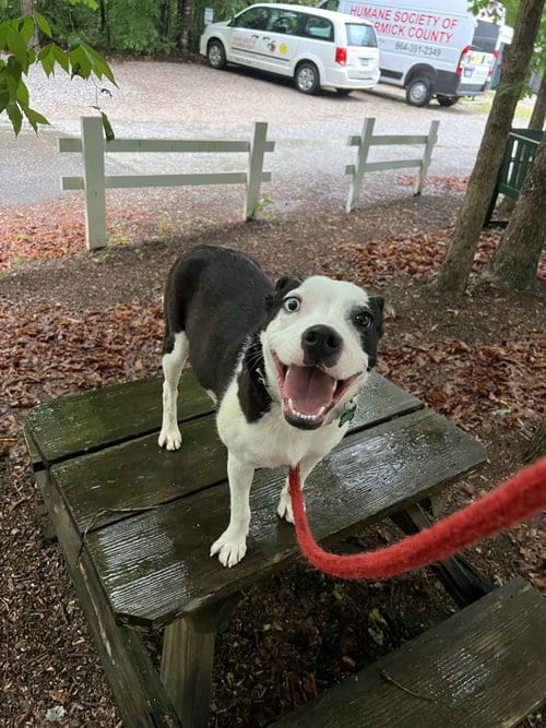 Photo of Oreo, adoptable Unknown breed in McCormick, South Carolina