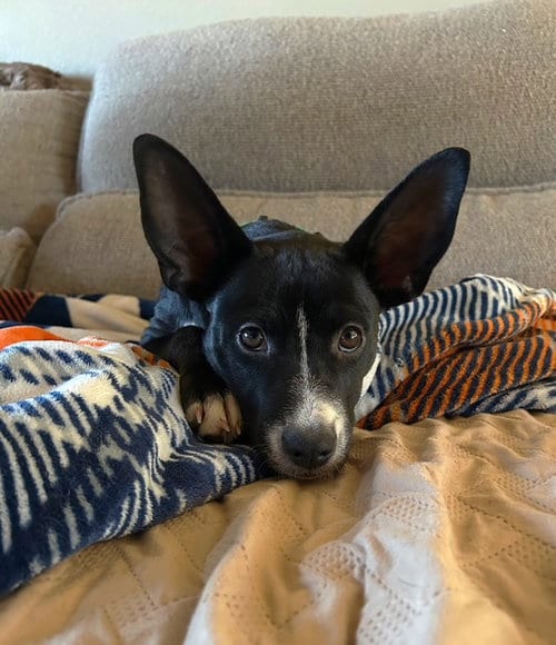 Photo of Riley, adoptable Australian Kelpie in Evergreen, Colorado
