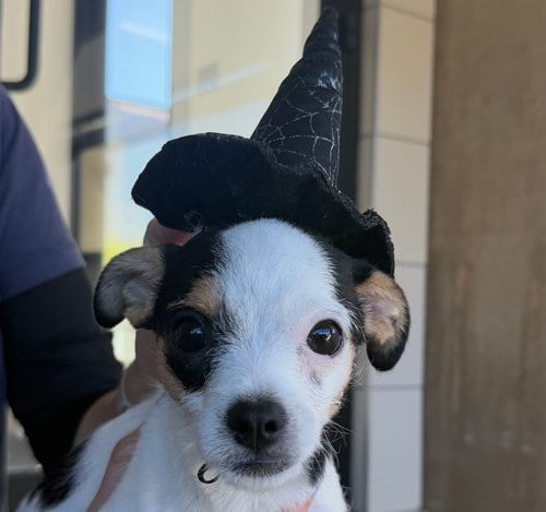Photo of Lily, adoptable Unknown breed in Rancho Santa Fe, California