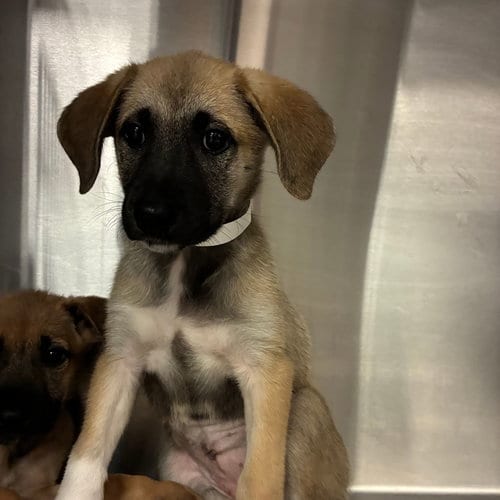 Photo of Heidi, adoptable Unknown breed in Rancho Santa Fe, California