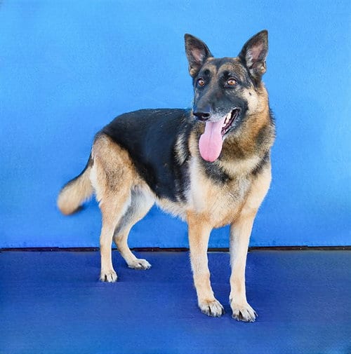 Photo of Kera, adoptable German Shepherd Dog in Baldwin Park, California