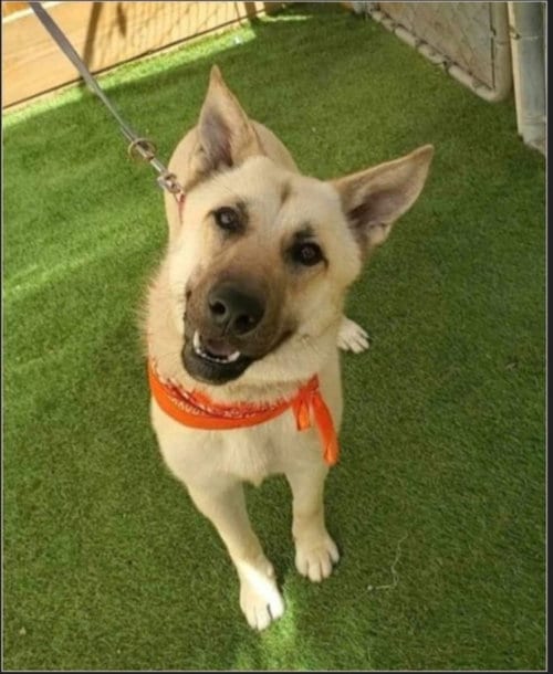 Photo of Tillie, adoptable Belgian Shepherd Malinois in Winston Salem, North Carolina