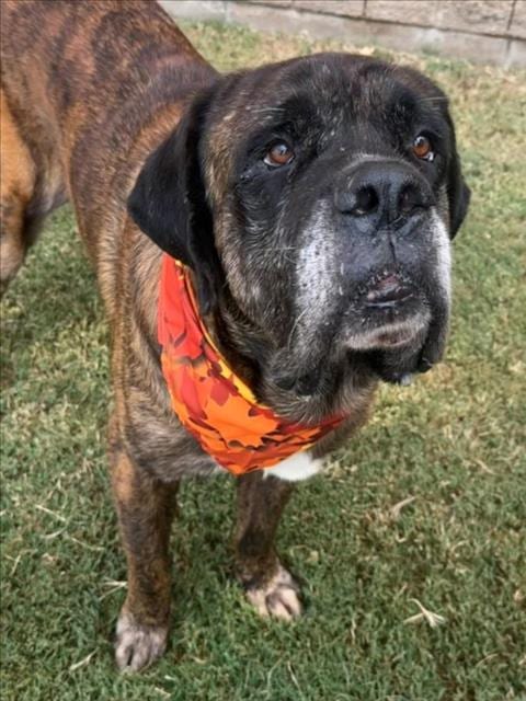 Photo of Dante, adoptable Mastiff in Tulsa, Oklahoma