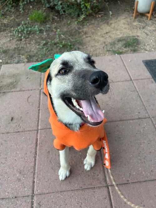 Photo of Wade, adoptable German Shepherd Dog in Sedalia, Colorado