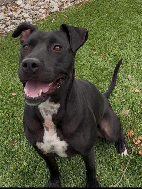 Photo of Beauty, adoptable Pit Bull Terrier in Baldwin Park, California