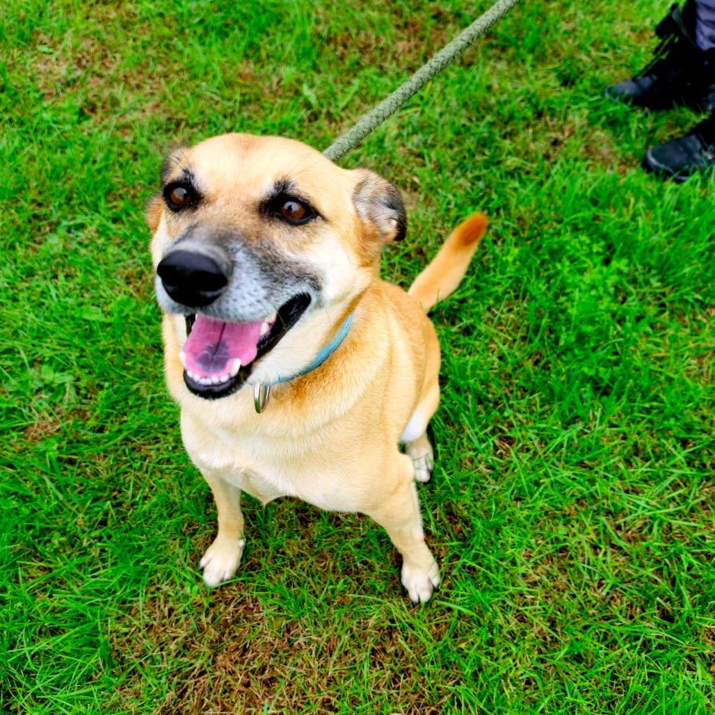 Photo of Slinky, adoptable Black Mouth Cur / Chihuahua, Short Coat in Tipton, Iowa