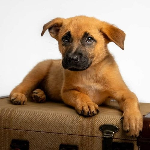 Photo of Frogger, adoptable German Shepherd Dog in St. Paul, Minnesota