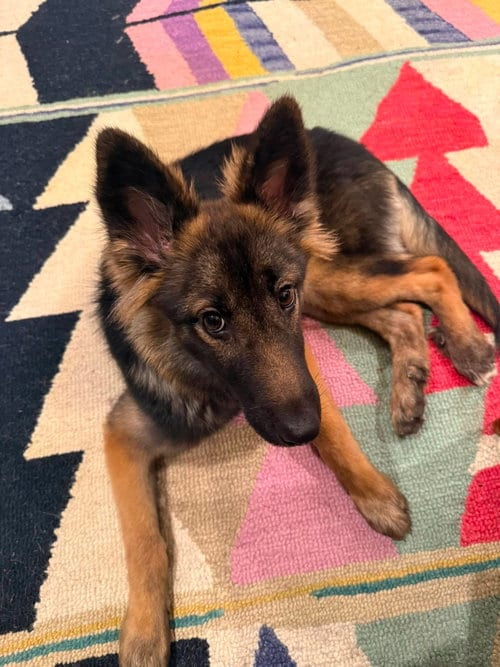 Photo of Cherise, adoptable German Shepherd Dog in SKOKIE, Illinois